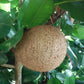 Mammee apple Fruit Plant  (Mammea americana)