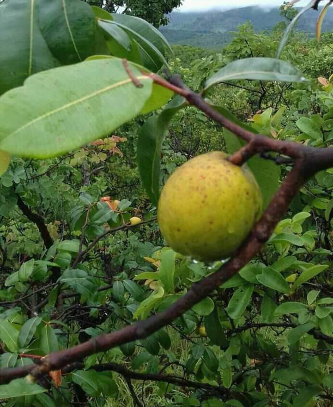 Manganba Mangaba Fruit Plant (Hancornia Speciosa) – veliyathgardens