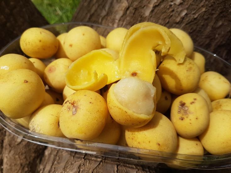 Marula Jam Marula Fruit Plant (Sclerocarya birrea) – veliyathgardens