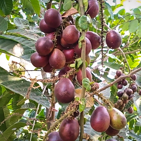Purple Matoa Fruit Plants (Pometia Pinnata)