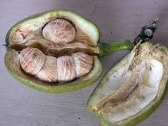 Malabar Chestnut Fruit Plants (Pachira Aquatica)