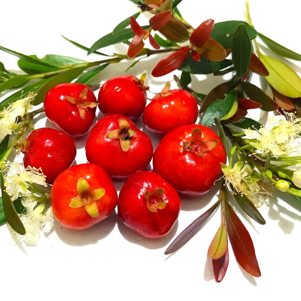 Cerejinha De Mattos Fruit Plants (Eugenia Mattosii)