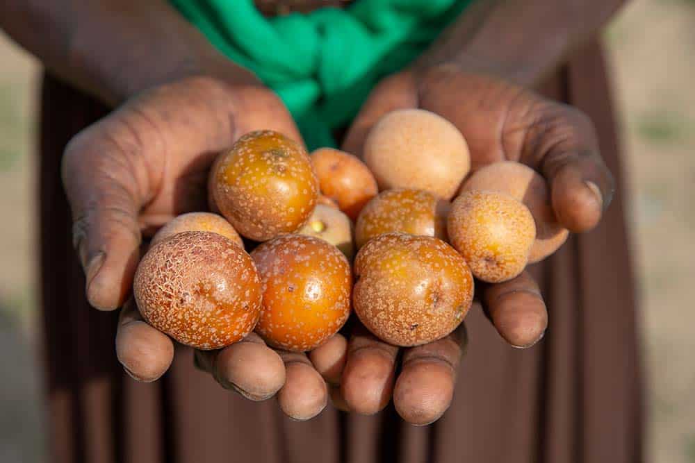 Mobola Plum Live Plant (Parinari curatellifolia )