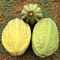 Mocambo Fruit Plants (White Cacao) (Theobroma Bicolor)