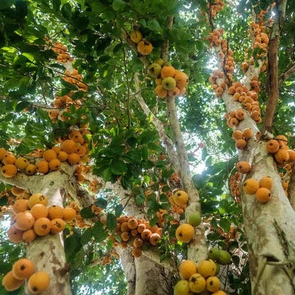 Mulchi Fruit Plant (Plinia inflata)