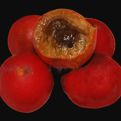 Red-haired Jaboticaba (Myrciaria glomerata)