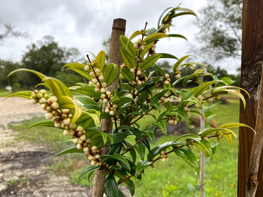 Beach Cambuca Live Plant (Myrciaria strigipes)