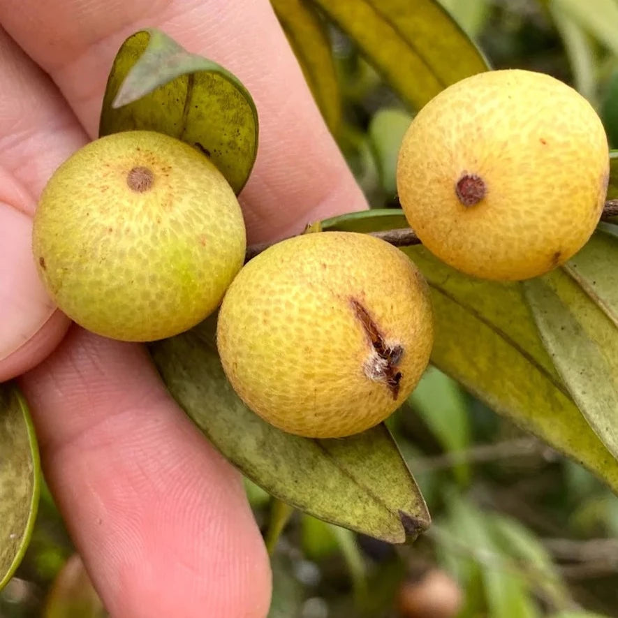 Beach Cambuca Live Plant (Myrciaria strigipes)