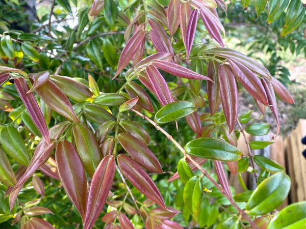 Beach Cambuca Live Plant (Myrciaria strigipes)