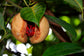 Nutmeg Live Plant (Myristica fragrans)