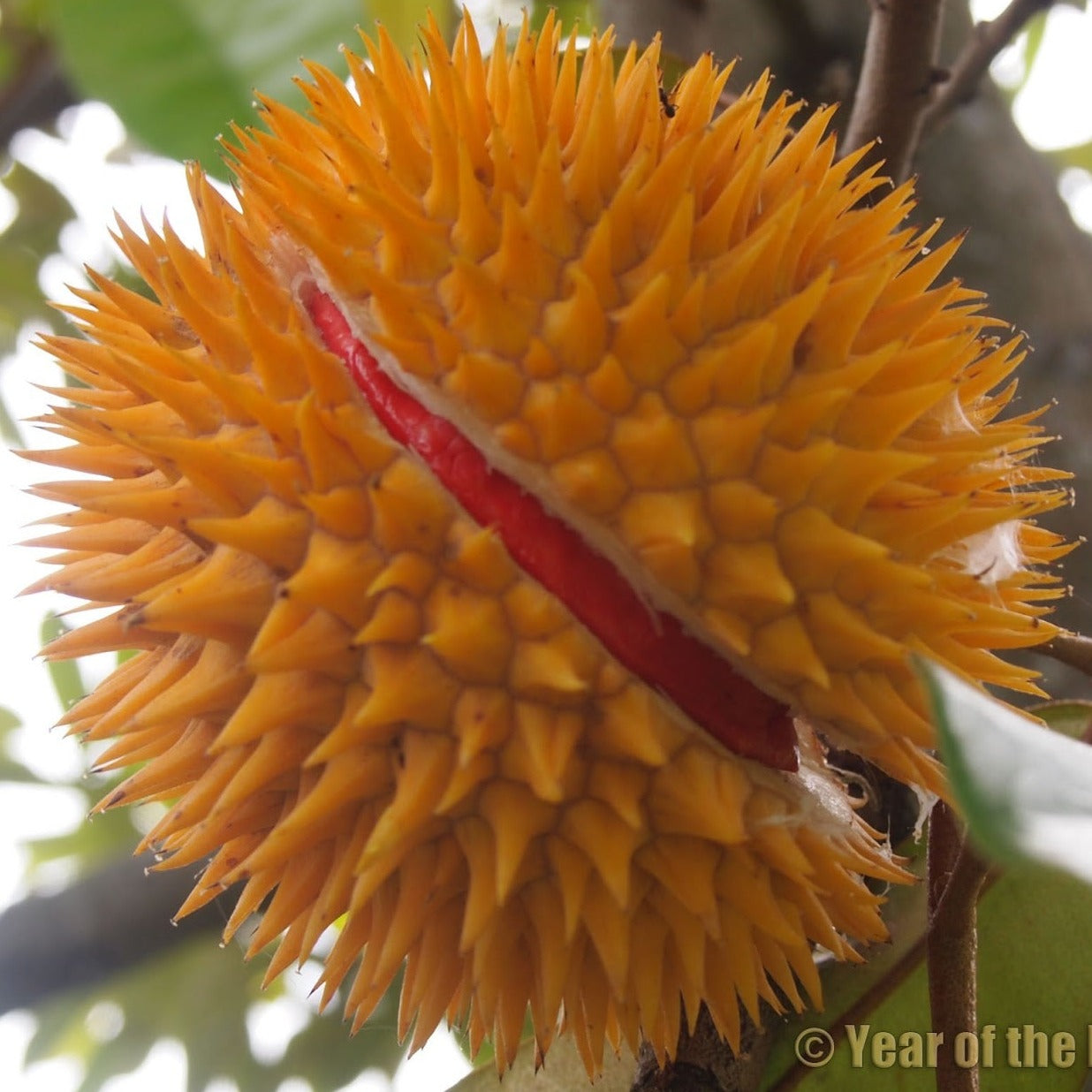 Durian Merah Fruit Plant (Durio graveolens)