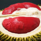 Durian Merah Fruit Plant (Durio graveolens)