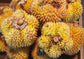 Durian Pulu Fruit Plant (Durio kutejensis )