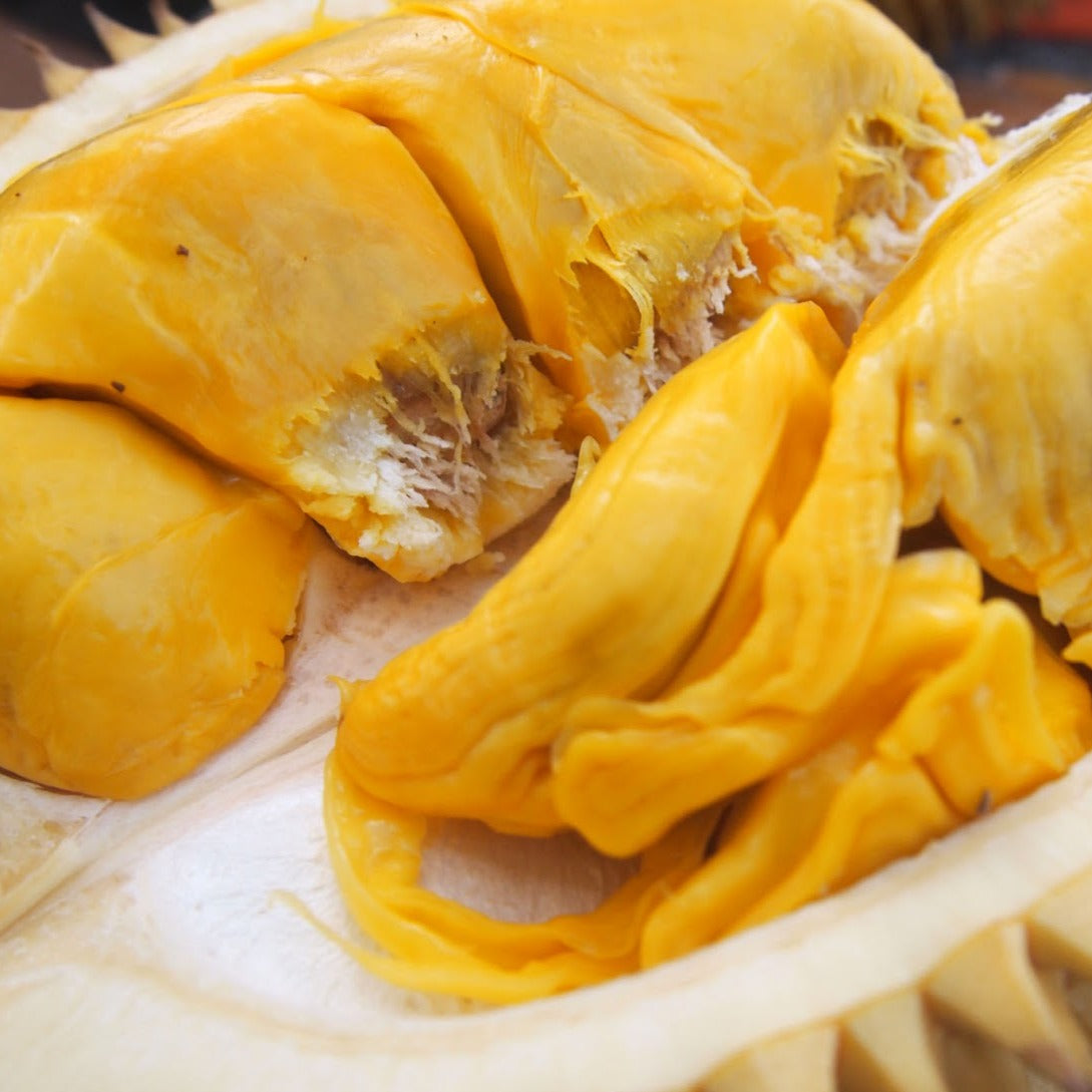 Durian Pulu Fruit Plant (Durio kutejensis )