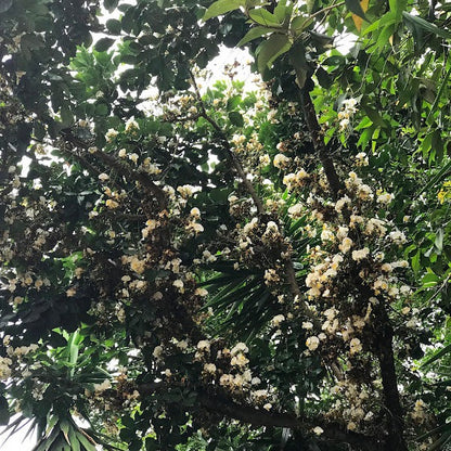 Jacaranda banana Fruit Plant (Swartzia langsdorffii )