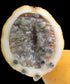 Water Lemon Fruit Plant (Passiflora laurifolia)