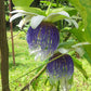 Bell Apple Fruit Plant (Passiflora nitida)