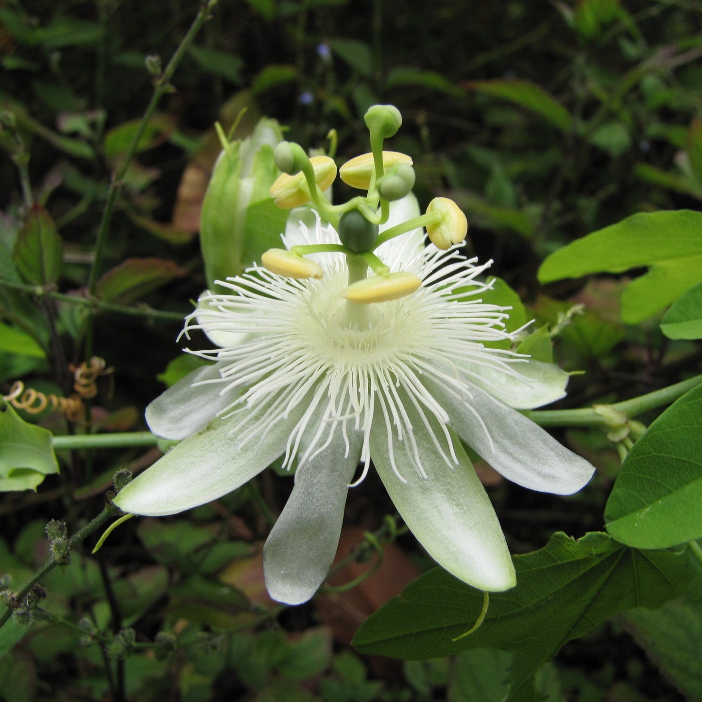 White Passionflower Fruit Live Plant (Passiflora subpeltata)