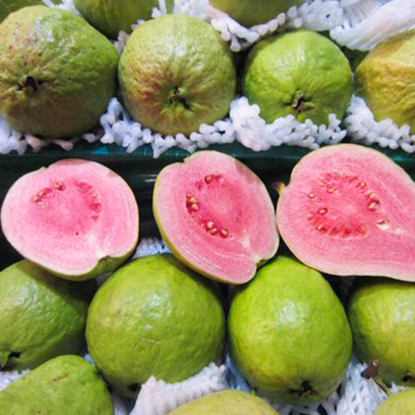 Pink Thai Guava Fruit Plant (Psidium Guajava)