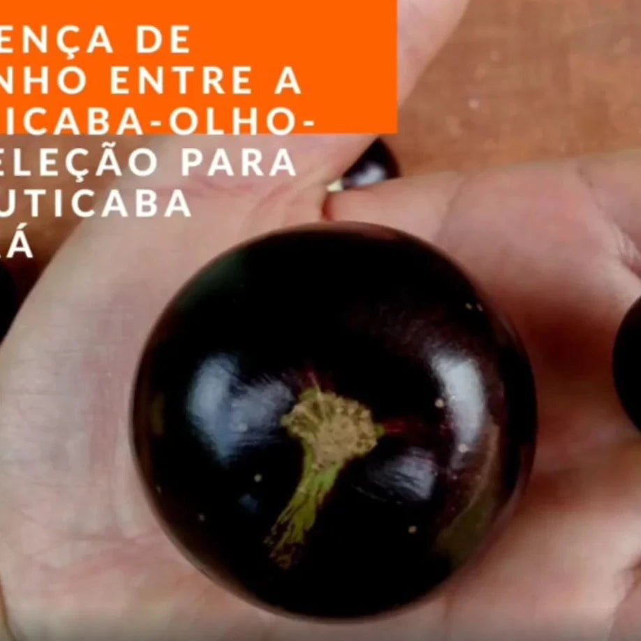 Olho de Boi Selection Fruit Plant (Plinia coronate)