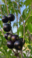 Crowned Jaboticaba Fruit Plant (Plinia Coronata)