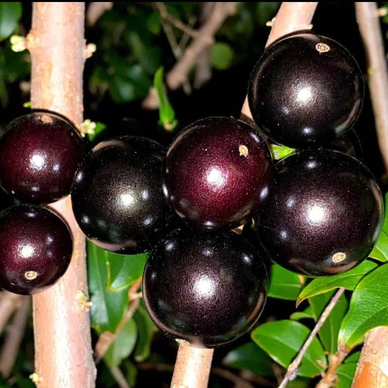 Jaboticaba Sabara Fruit Plant ((Plinia Cauliflora)