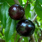 Plinia Oblongata Fruit Plant (Plinia Oblongata)