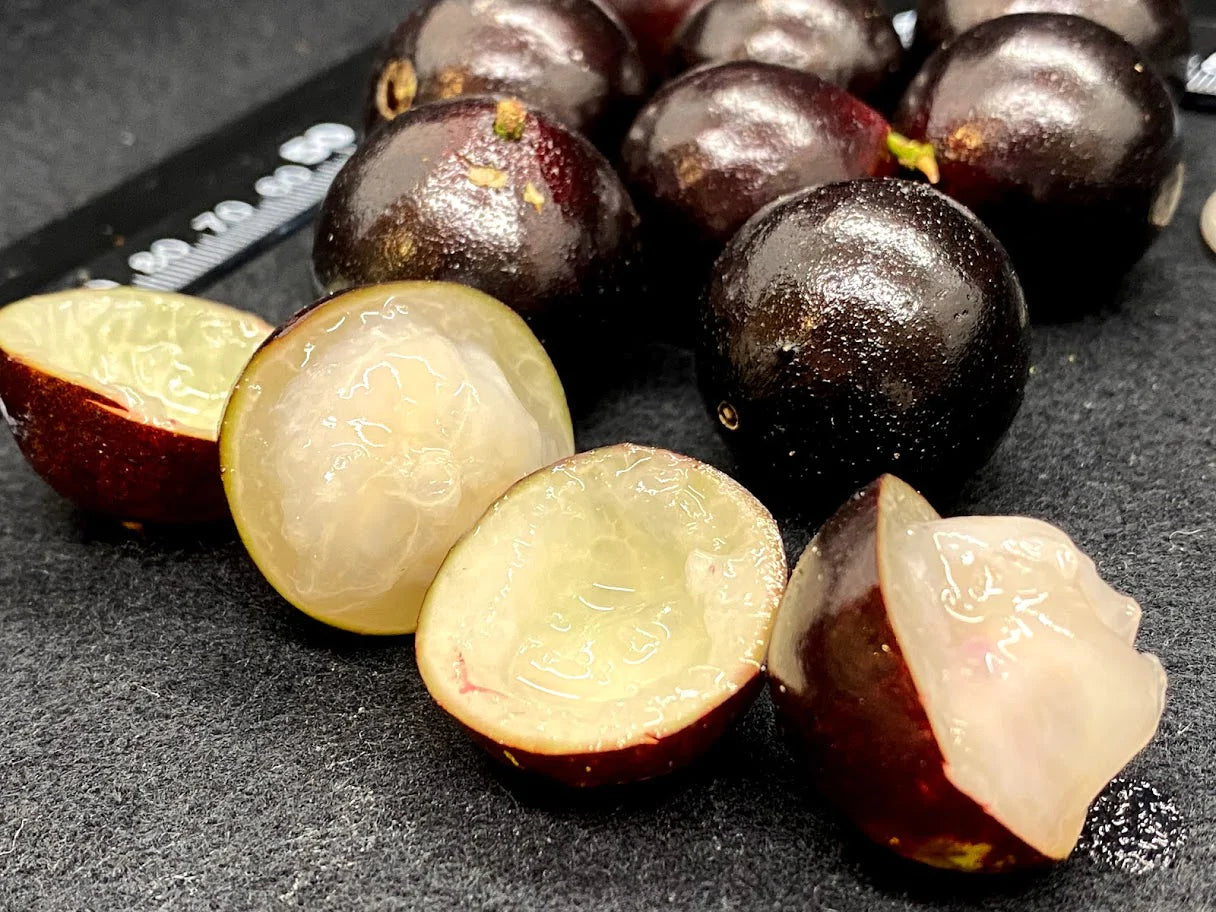 Branca Vinho Jaboticaba Fruit Plant (Plinia Phitrantha )