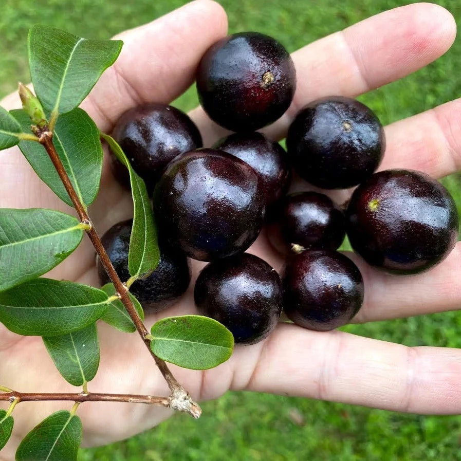 Branca Vinho Jaboticaba Fruit Plant (Plinia Phitrantha )