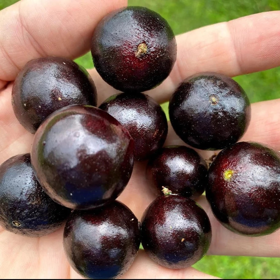 Branca Vinho Jaboticaba Fruit Plant (Plinia Phitrantha )