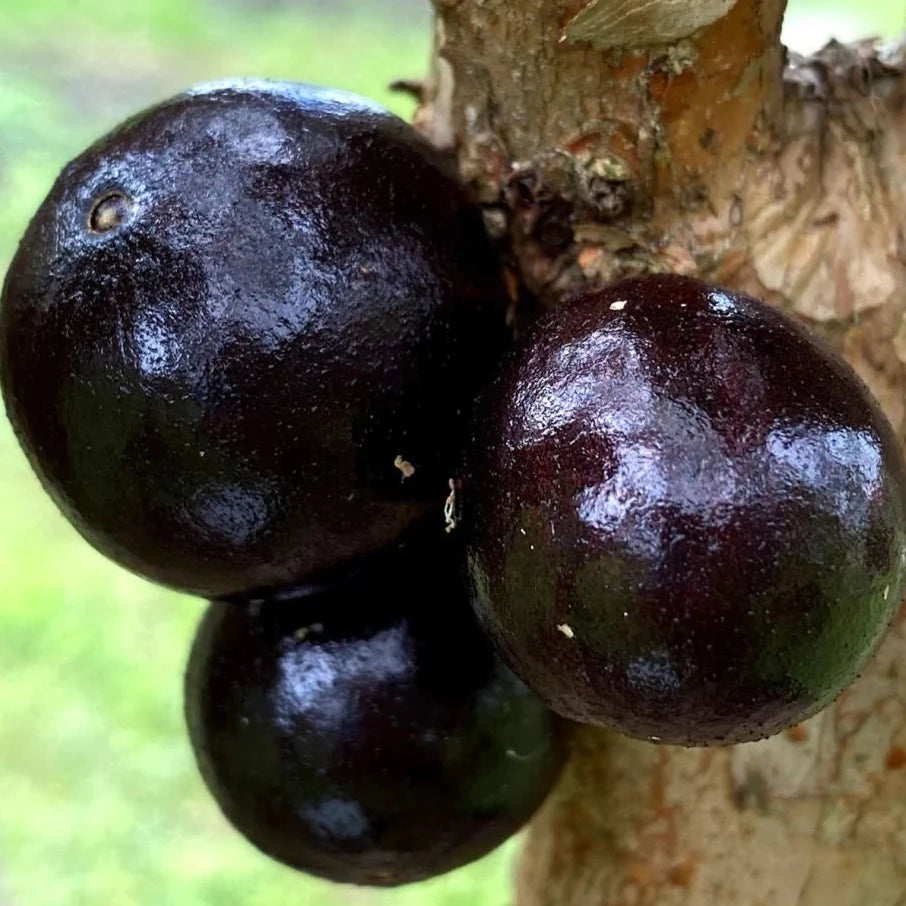 Branca Vinho Jaboticaba Fruit Plant (Plinia Phitrantha )