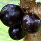 Branca Vinho Jaboticaba Fruit Plant (Plinia Phitrantha )