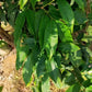 Phitrantha Rosa Fruit Plant ( Plinia Phitrantha Rosa )