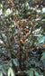 Dwarf Mulchi Fruit Plant (Plinia salticola)