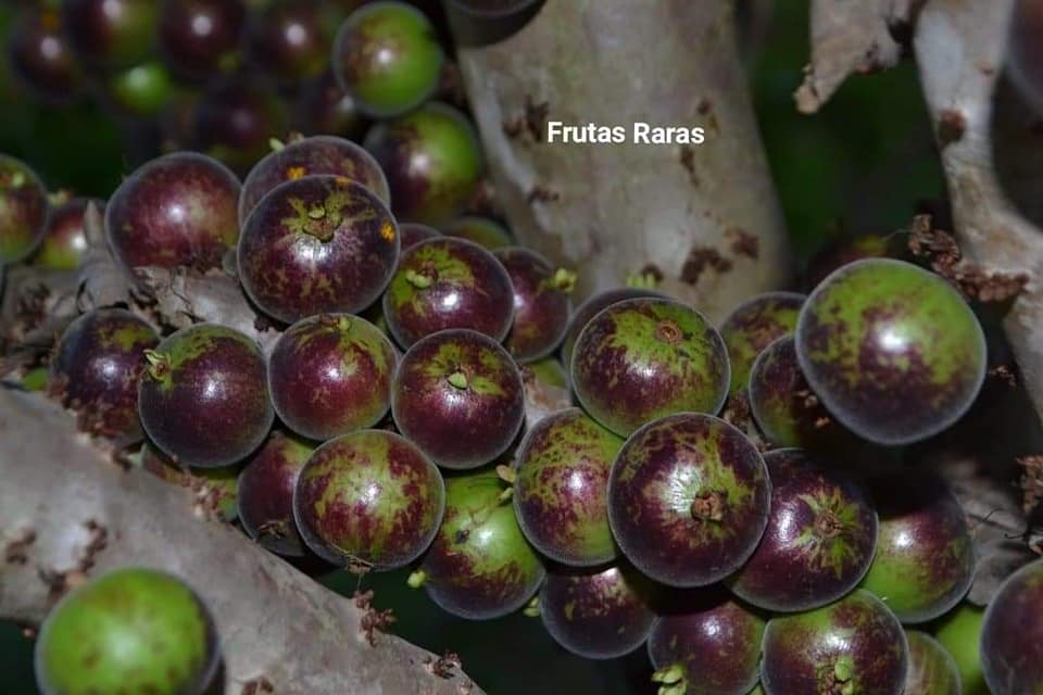 Jaboticaba Mucuri Fruit Plant (Plinia Sp.Peluda Do Mucuri)