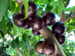 Jaboticaba Grimal Fruit Plants