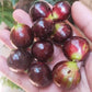 Big Red Pouch Jaboticaba Fruit plant (Plinia Sp)