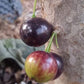 Plinia Trunciflora Jaboticaba Fruit Plant (Plinia Trunciflora)