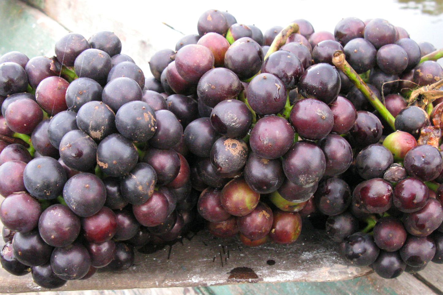 Amazon Tree Grape Fruit Plants (Pourouma Cecropiifolia)
