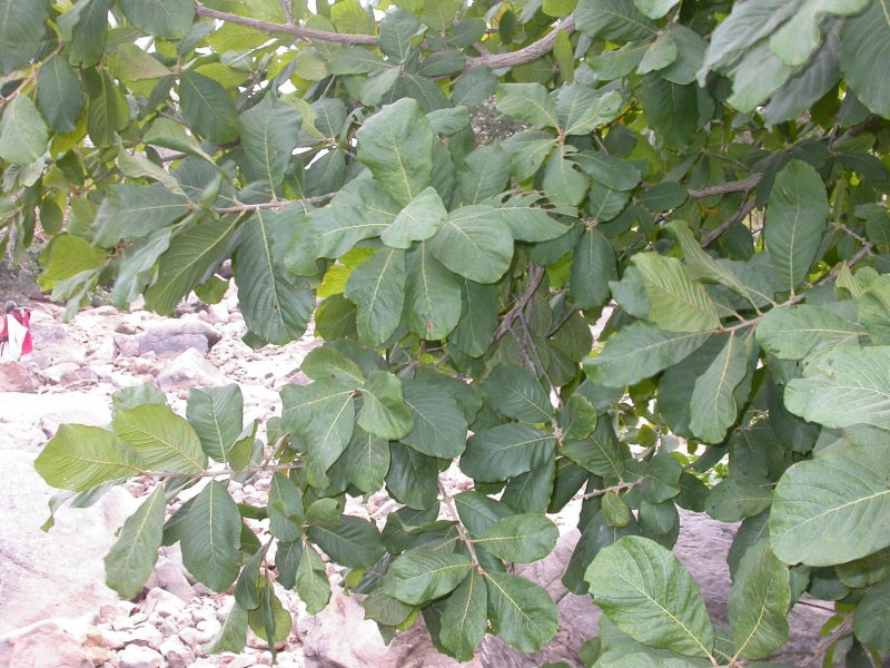 Pouteria alnifolia Fruit Plant