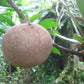 Maco Sapote Fruit Plant ( Pouteria sp. Maco )