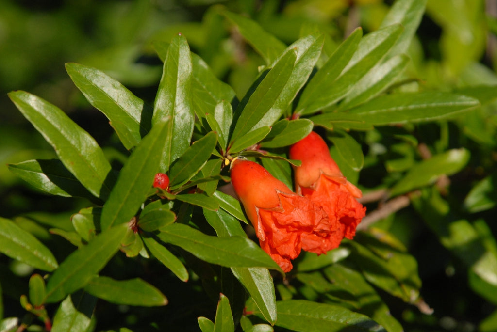 Pomegranate Live Plant (Punica granatum)