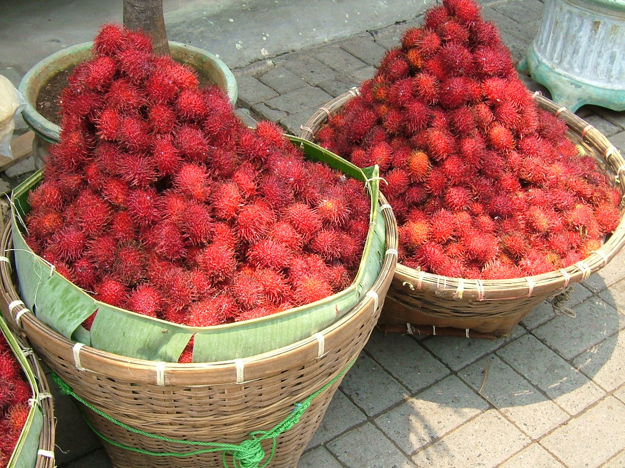 Rambutan Binjai Live Plants