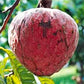Red Araticum Fruit Plants (Annona Cacans)