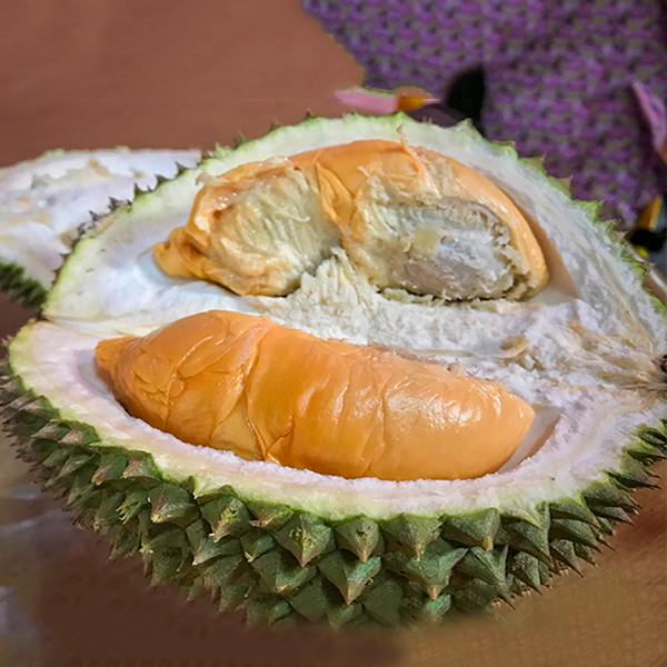 Red Prawn Durian Live Plants