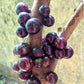 Jaboticaba Red hybrid Fruit Plant
