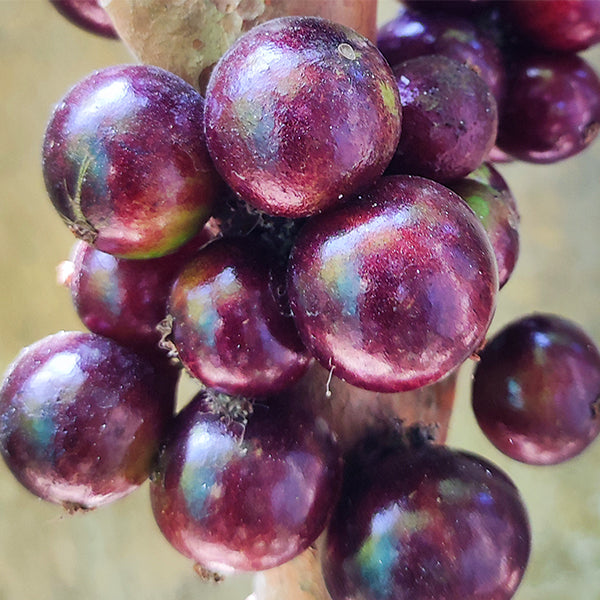 Jaboticaba Red Hybrid Fruit Plant (Plinia Cauliflora X Plinia Aureana)