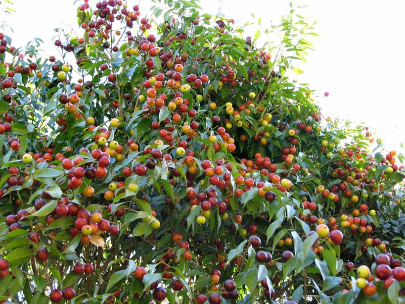 Guaburiti Jaboticaba Fruit Plant (Plinia rivularis): A Rare Delight from the Myrtaceae Family