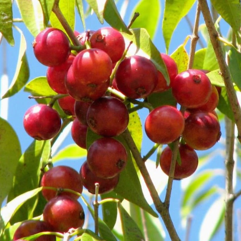 Guaburiti Jaboticaba Fruit Plant (Plinia Rivularis)