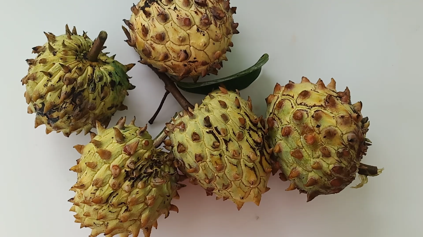 Rollinia Fruit Plants (Rollinia Deliciosa) – veliyathgardens